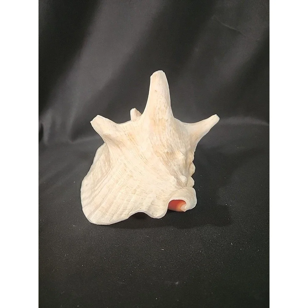 Queen‎ Conch Shell Pink Horned Large Seashell 9 x 7 Nautical Beach Ocean Coastal
